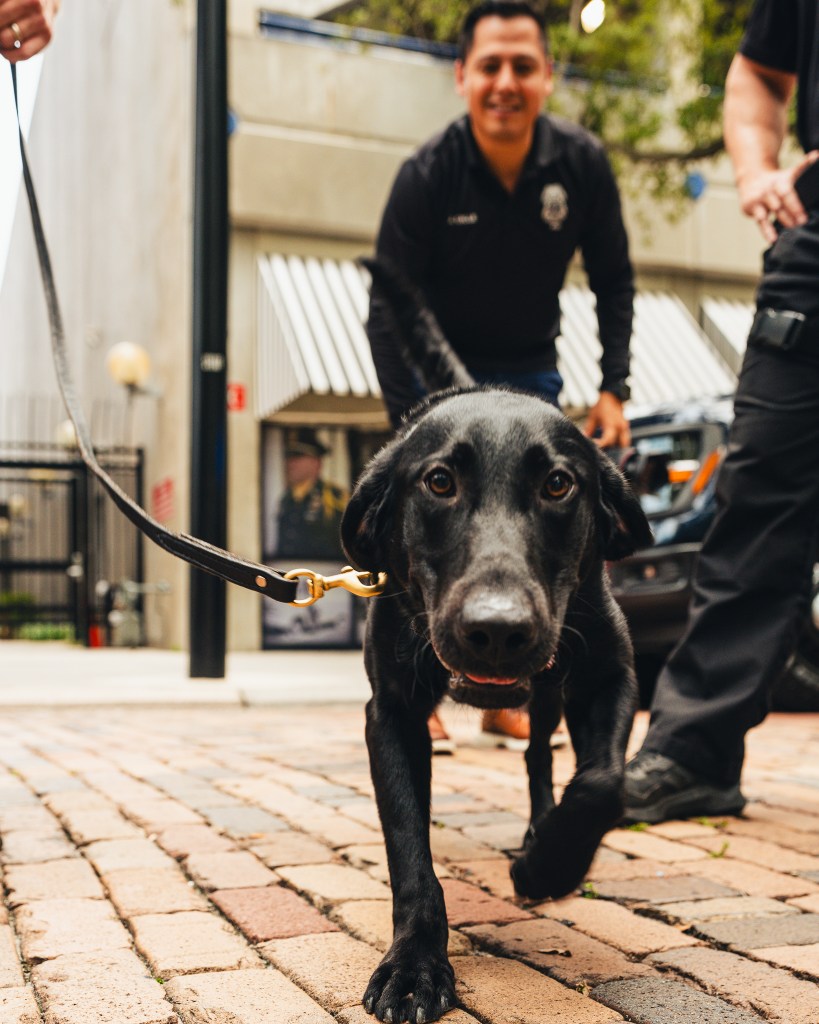 K-9 TECO